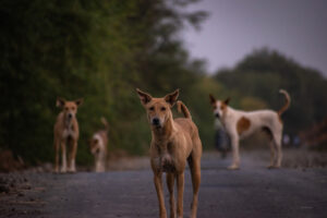 Portrait of dogs standing on road
