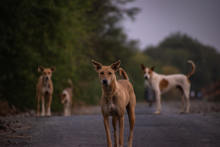 Portrait of dogs standing on road
